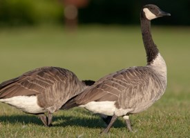 Canada Goose Pics, Animal Collection