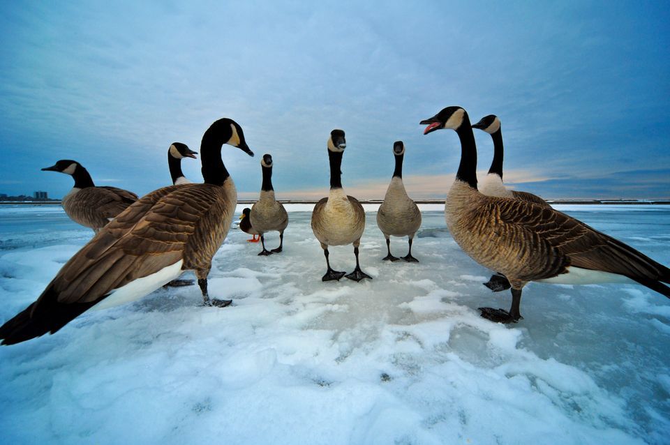 HD Quality Wallpaper | Collection: Animal, 960x638 Canada Goose