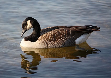 Nice wallpapers Canada Goose 425x299px
