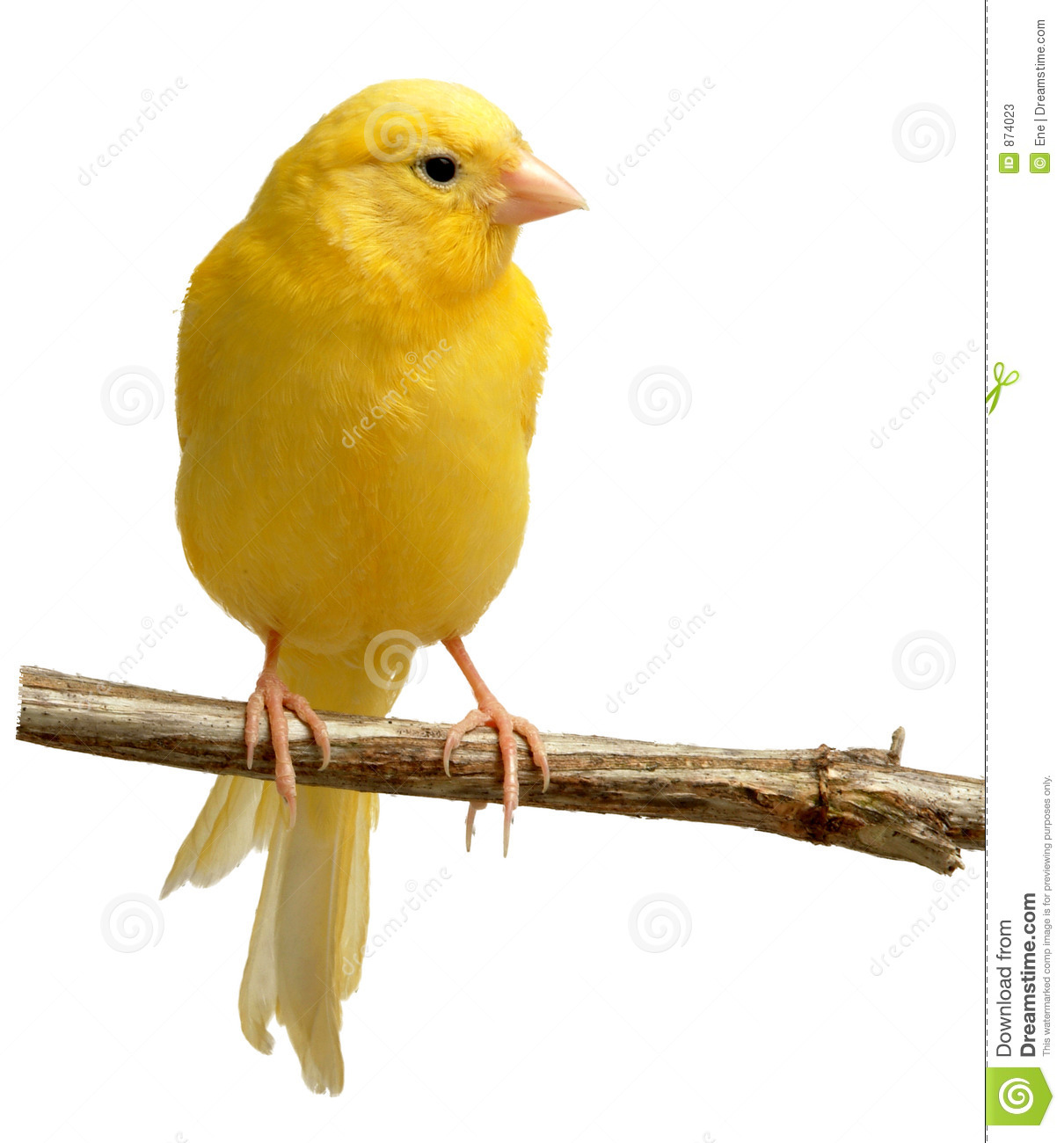 Nice wallpapers Canary 1210x1300px