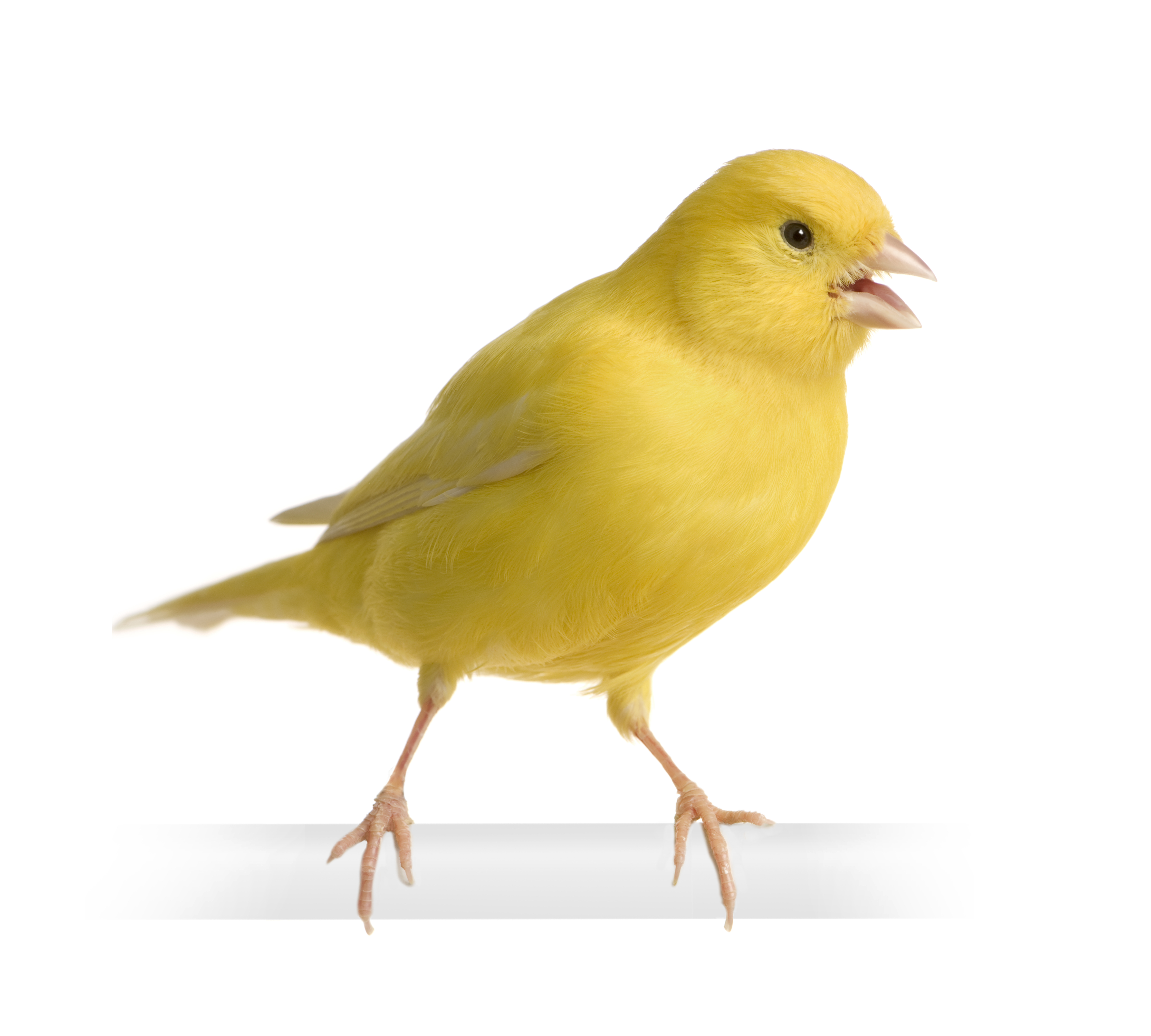 Canary Backgrounds on Wallpapers Vista