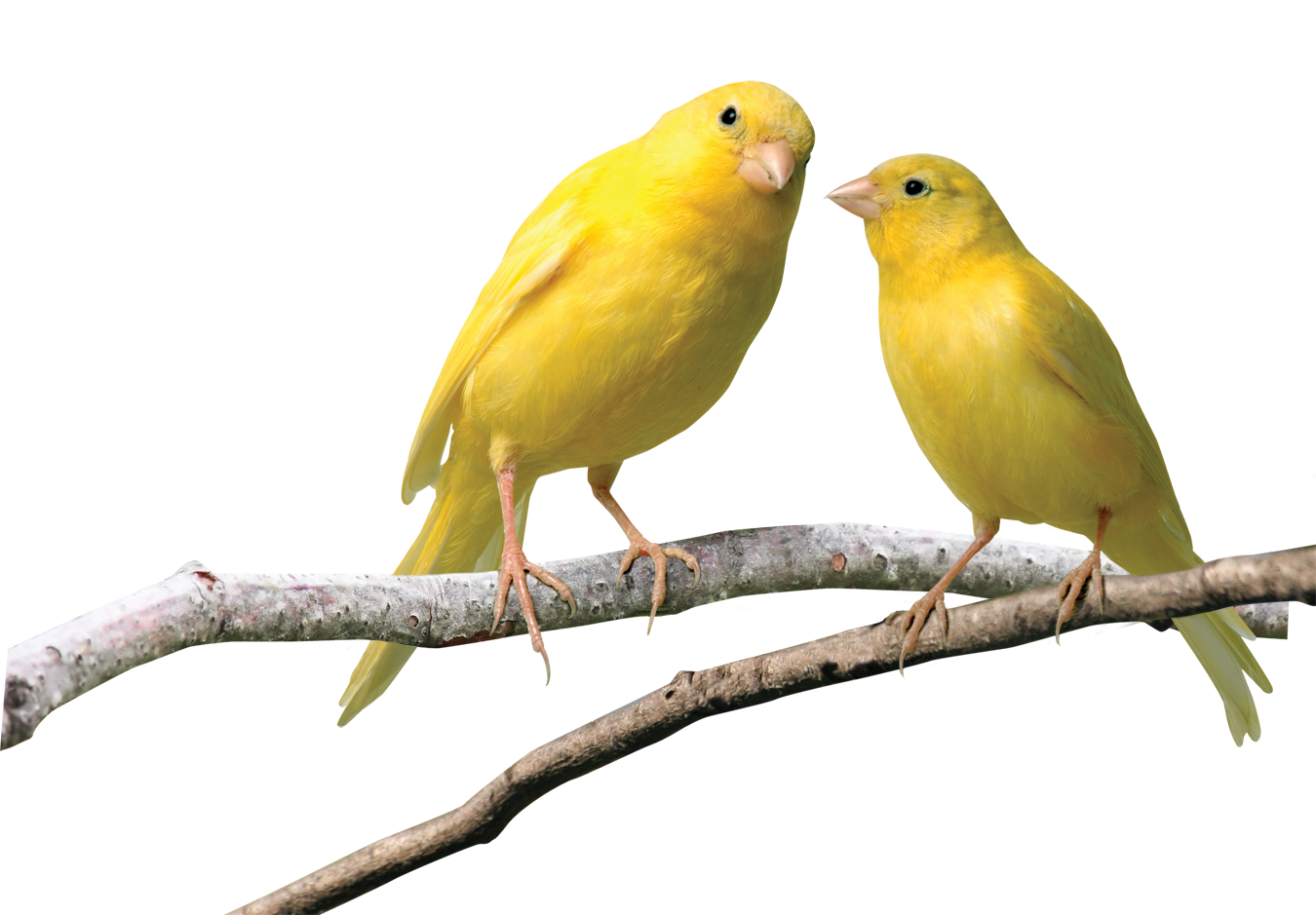 Canary Pics, Animal Collection