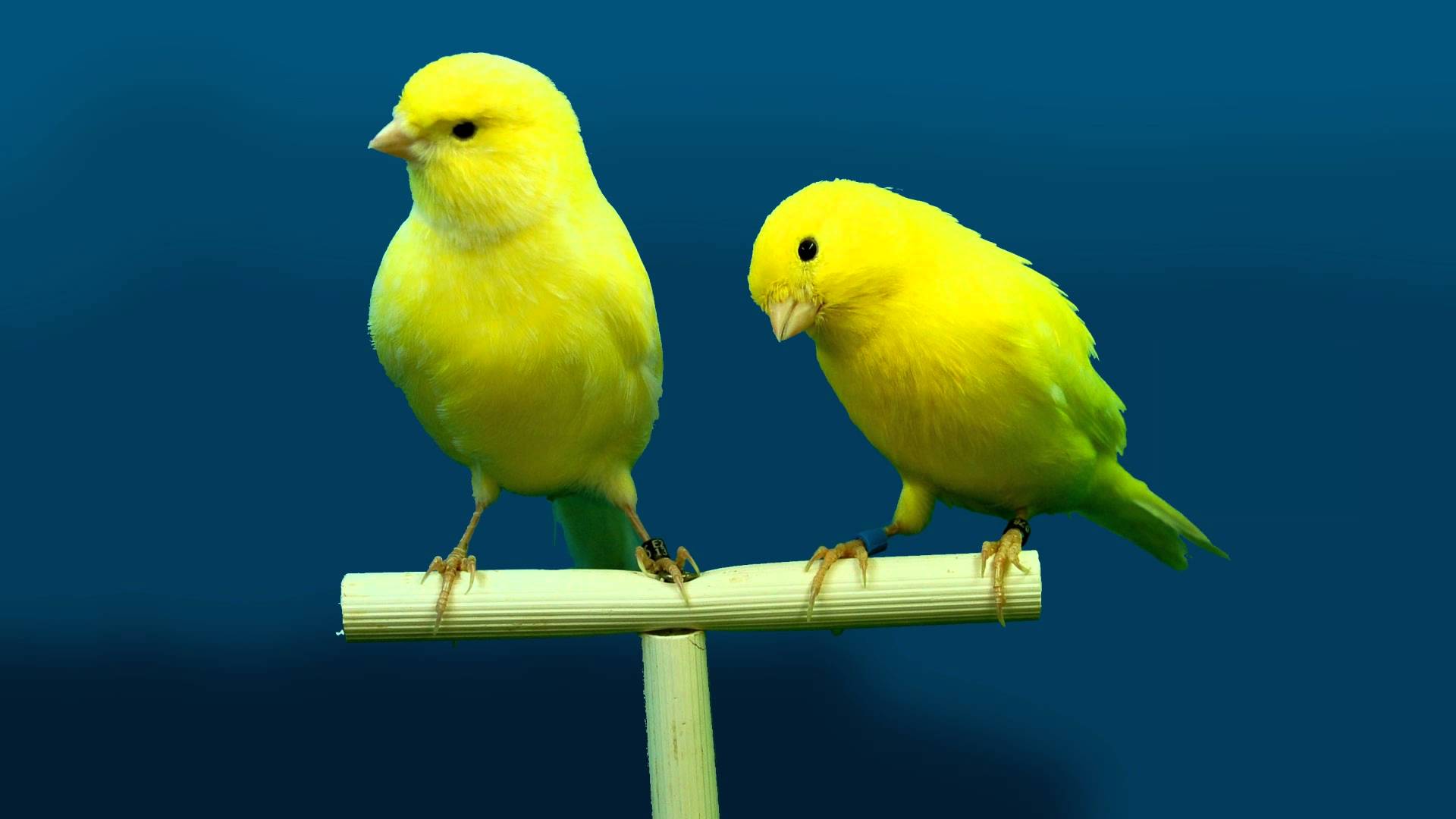 HD Quality Wallpaper | Collection: Animal, 1920x1080 Canary
