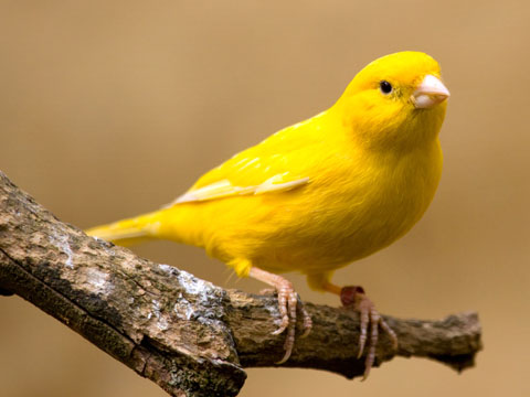 480x360 > Canary Wallpapers