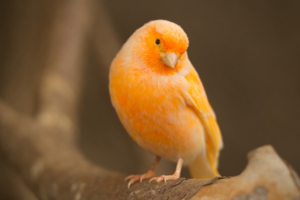 Canary Backgrounds, Compatible - PC, Mobile, Gadgets| 600x400 px