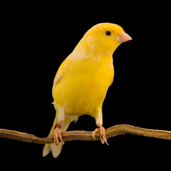 Canary #3