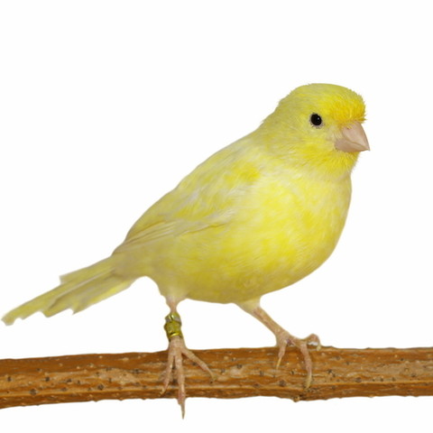 Canary Backgrounds on Wallpapers Vista