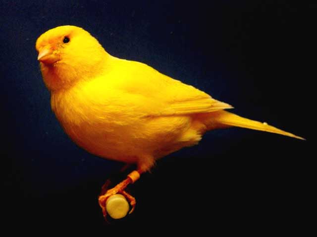 Nice wallpapers Canary 640x480px
