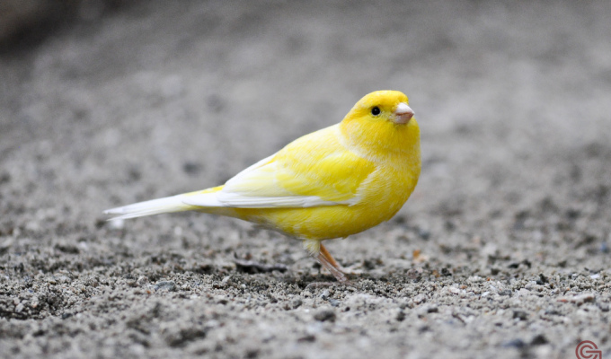 Nice Images Collection: Canary Desktop Wallpapers