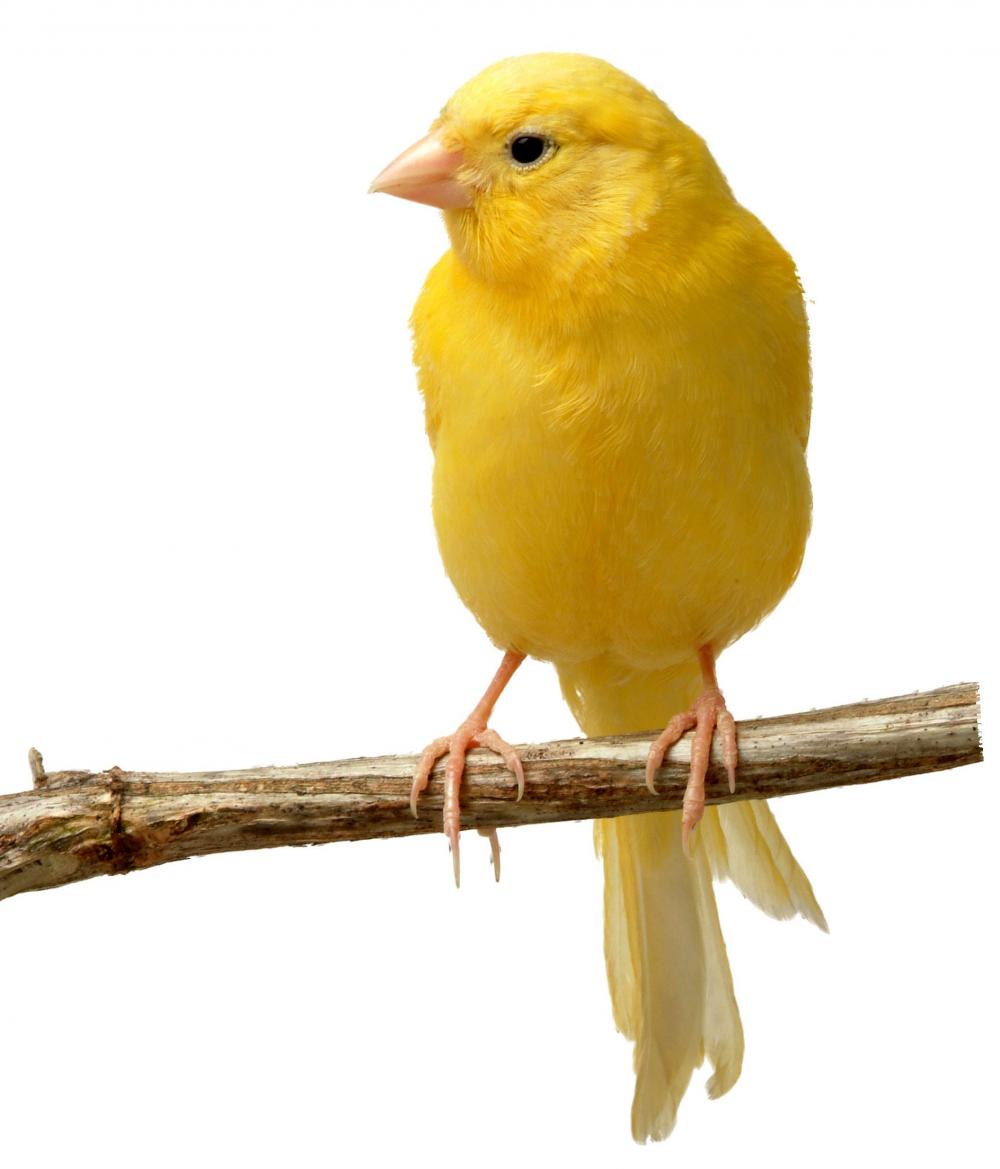 Canary #24