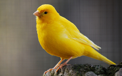 Nice wallpapers Canary 500x312px