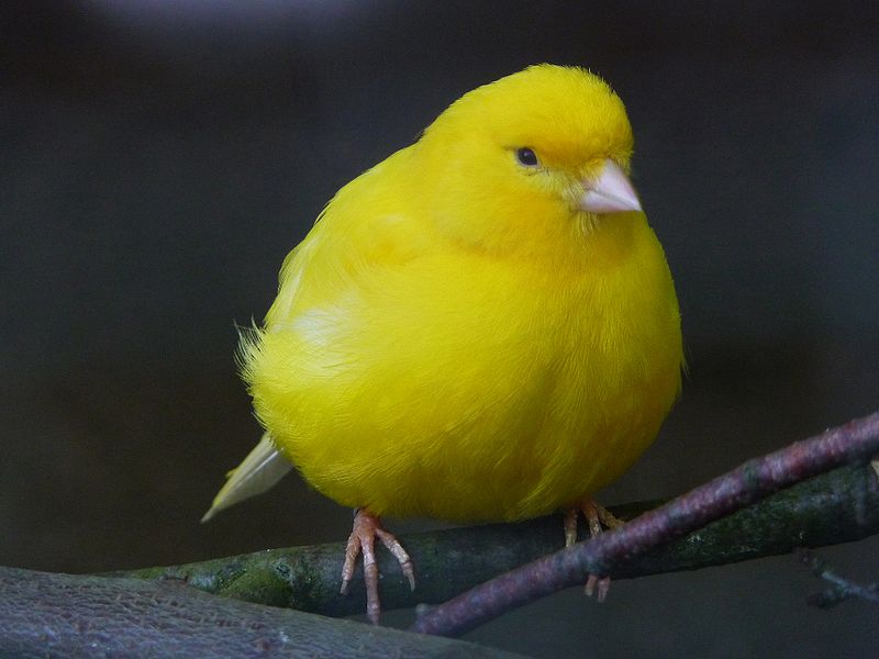 Nice wallpapers Canary 800x600px