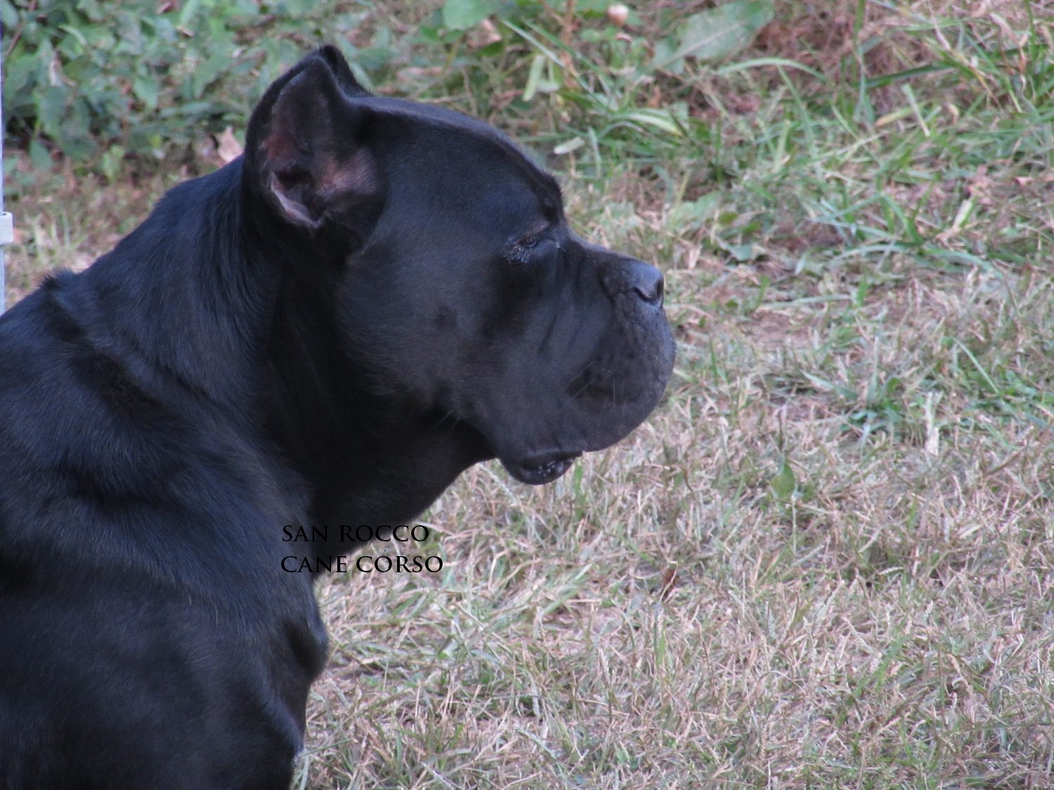 Images of Cane Corso | 1500x1125