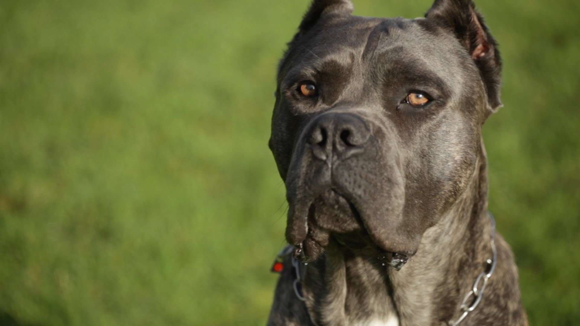 Nice Images Collection: Cane Corso Desktop Wallpapers