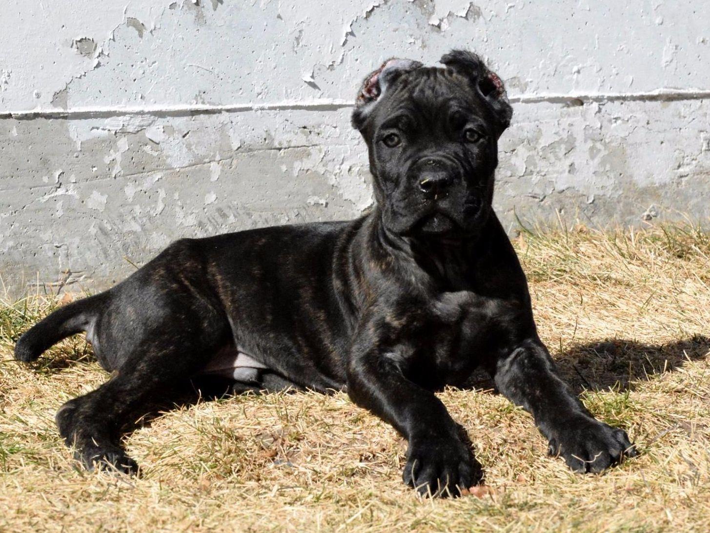 Amazing Cane Corso Pictures & Backgrounds