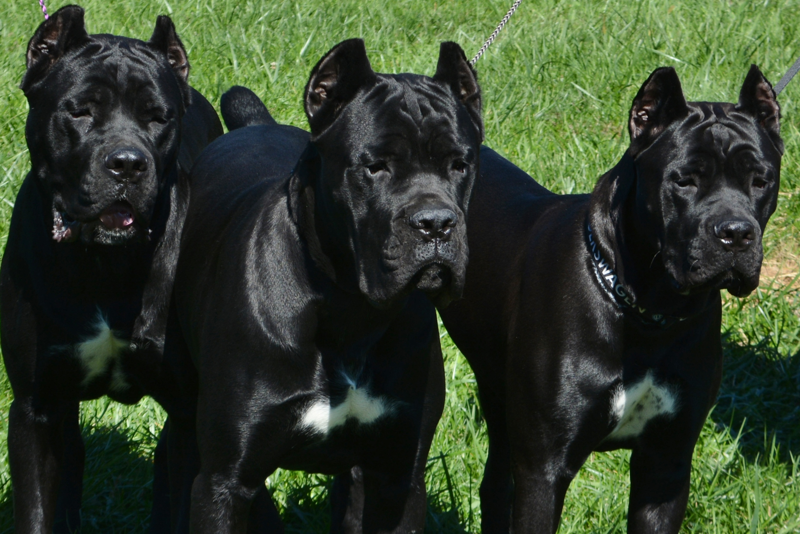 Cane Corso Backgrounds on Wallpapers Vista