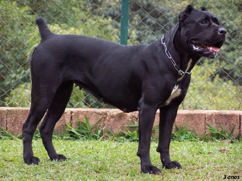 HQ Cane Corso Wallpapers | File 104.3Kb