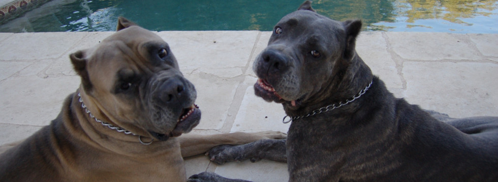 HQ Cane Corso Wallpapers | File 86.1Kb