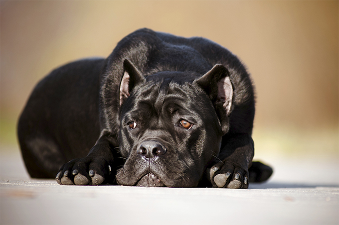 Cane Corso Backgrounds on Wallpapers Vista