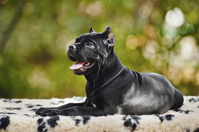 HQ Cane Corso Wallpapers | File 230.42Kb