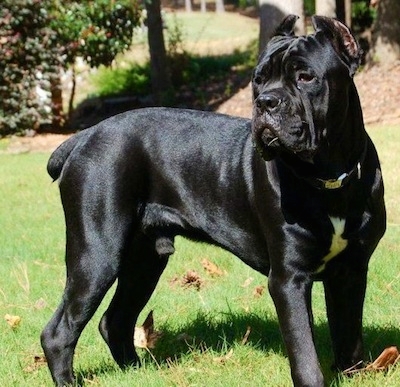 HQ Cane Corso Wallpapers | File 139.74Kb