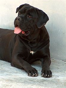Images of Cane Corso | 220x293