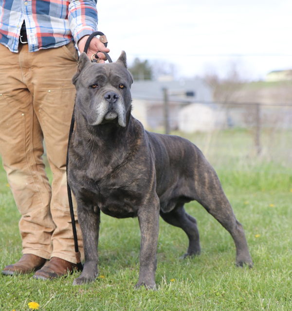 Images of Cane Corso | 600x640
