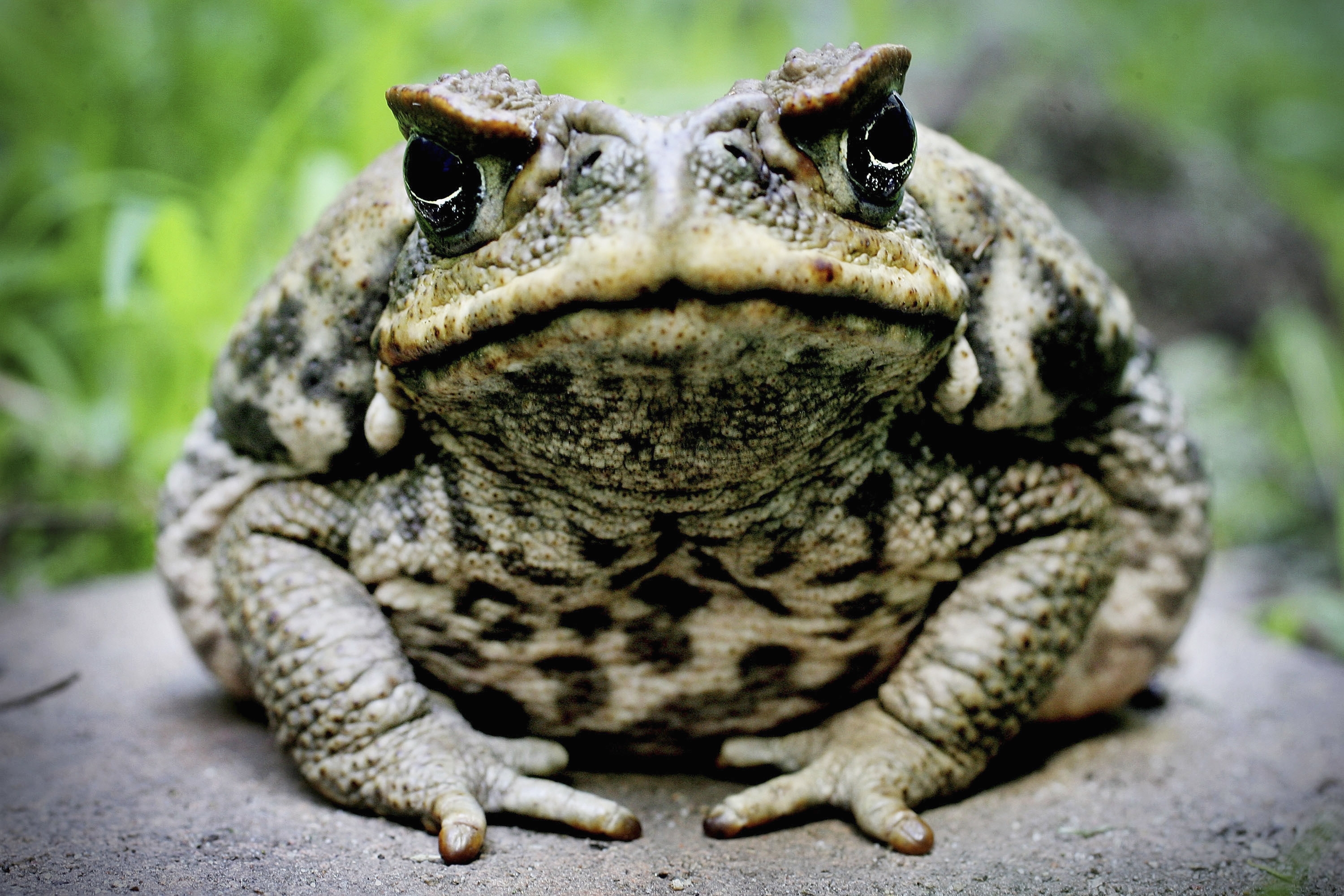 Nice Images Collection: Cane Toad Desktop Wallpapers
