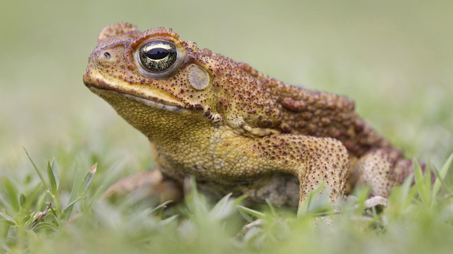 1580x888 > Cane Toad Wallpapers