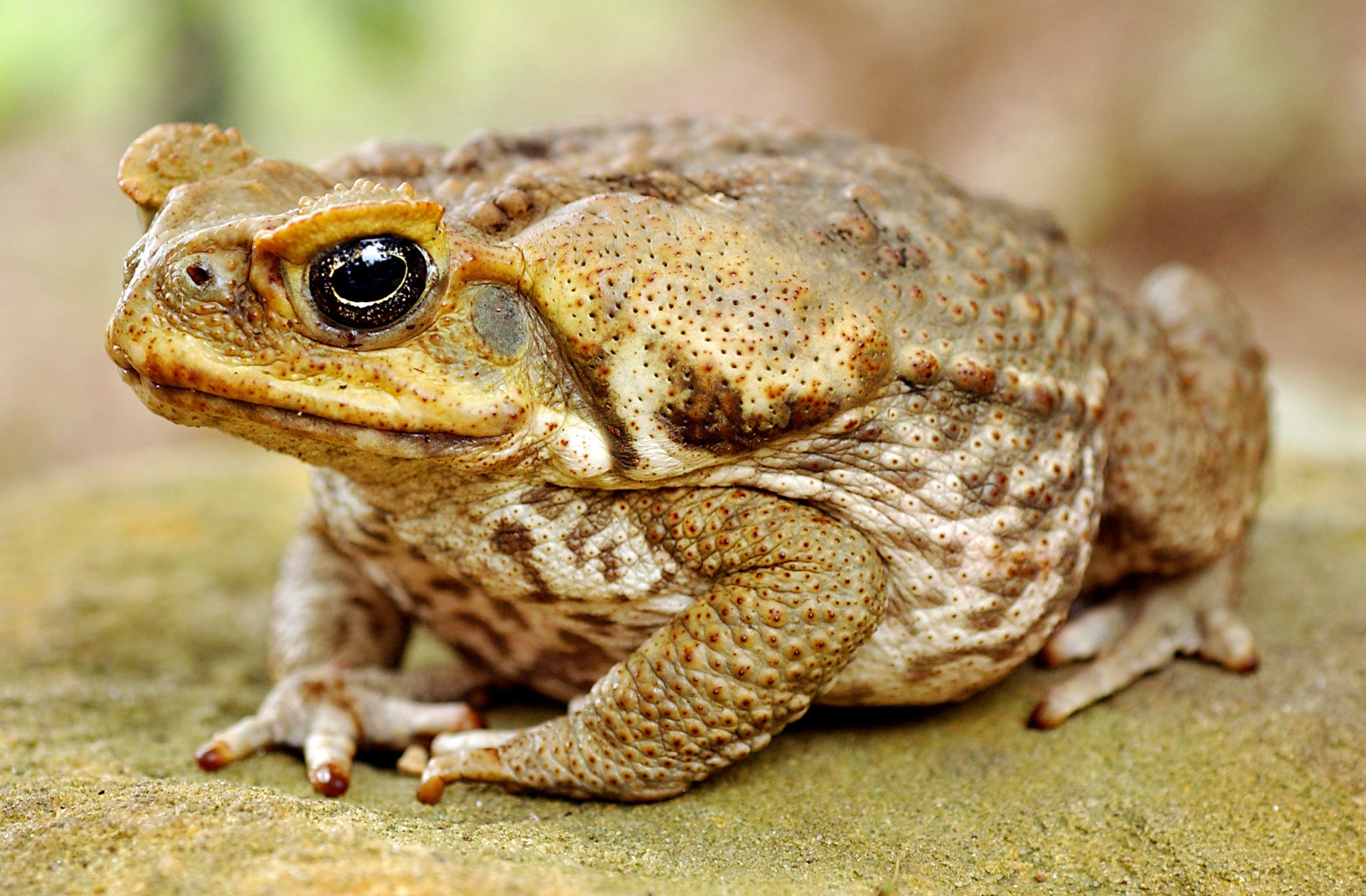 HQ Cane Toad Wallpapers | File 569.92Kb