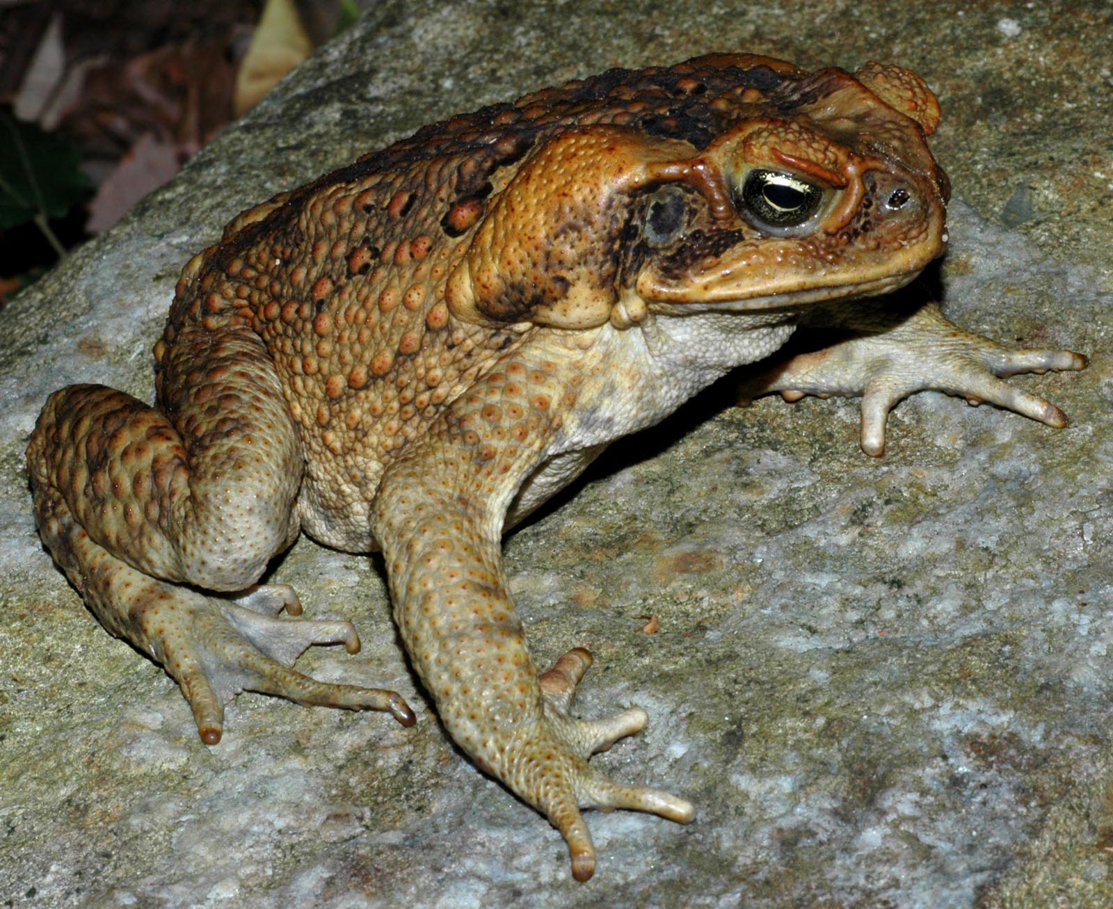 Cane Toad #6