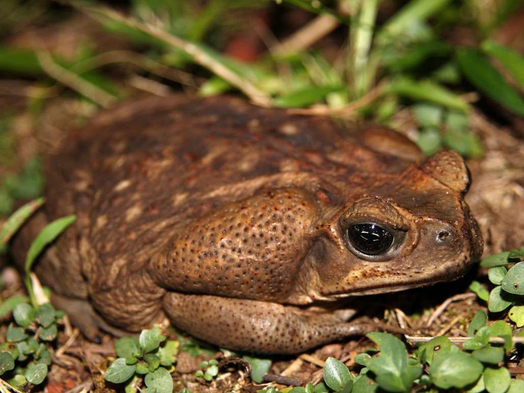 Cane Toad Backgrounds, Compatible - PC, Mobile, Gadgets| 1030x773 px
