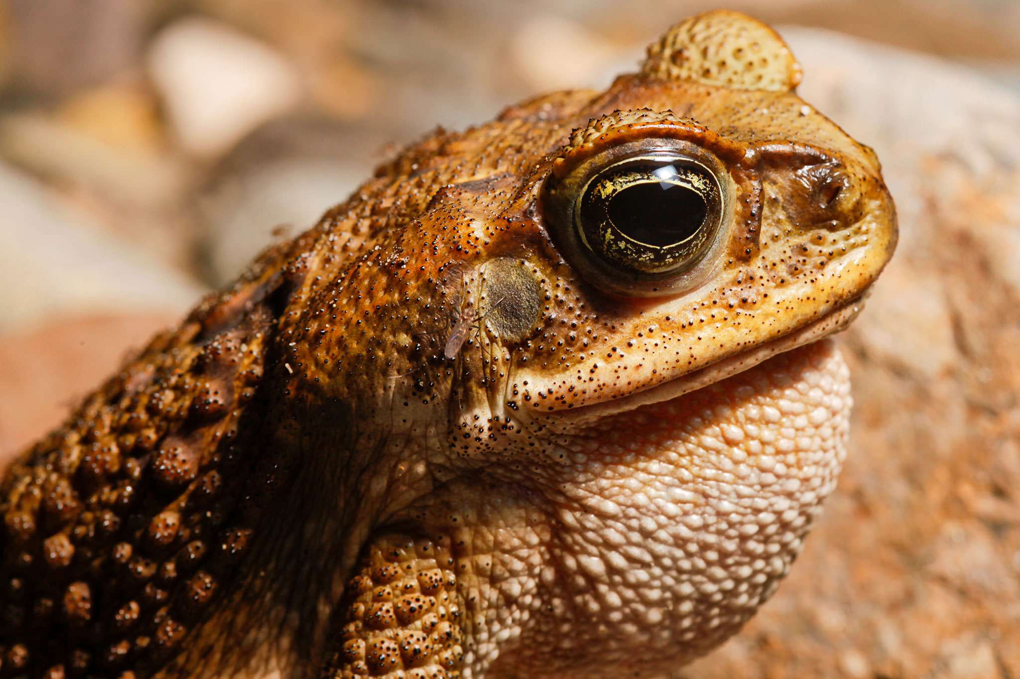HD Quality Wallpaper | Collection: Animal, 2048x1365 Cane Toad