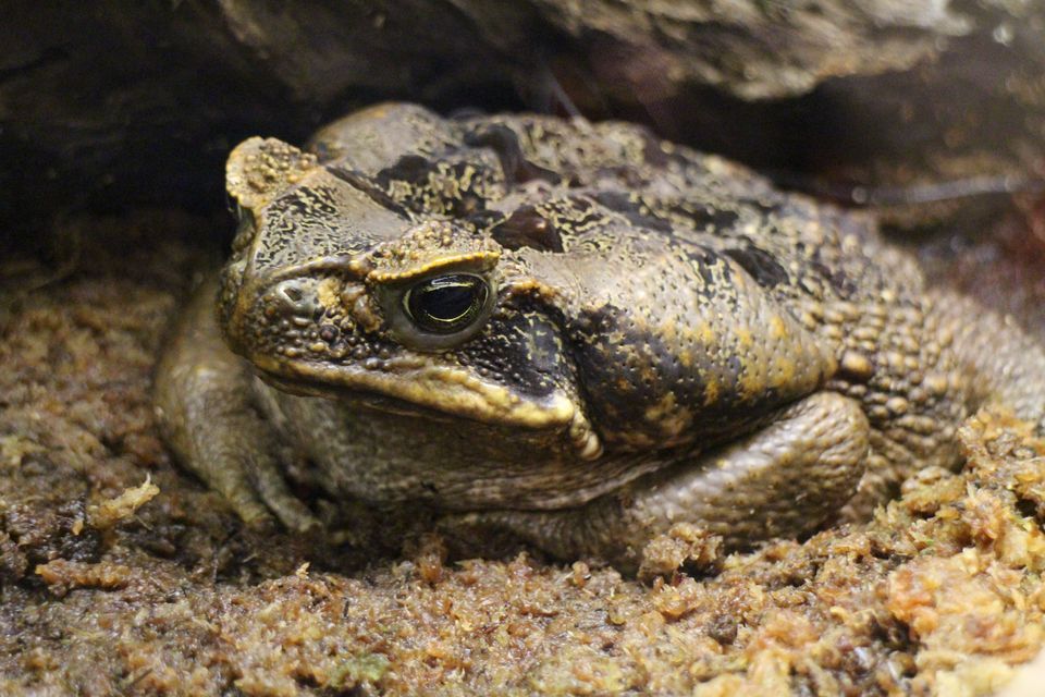 Cane Toad High Quality Background on Wallpapers Vista