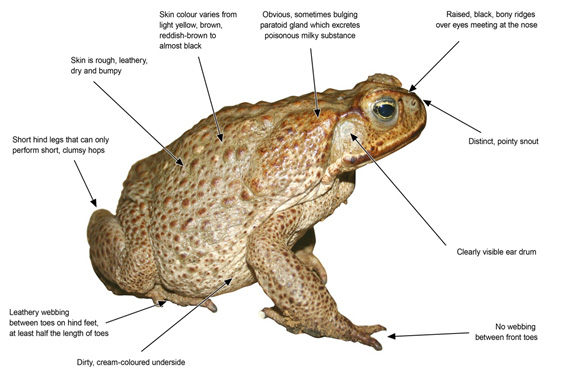 High Resolution Wallpaper | Cane Toad 567x378 px