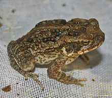 Cane Toad #19