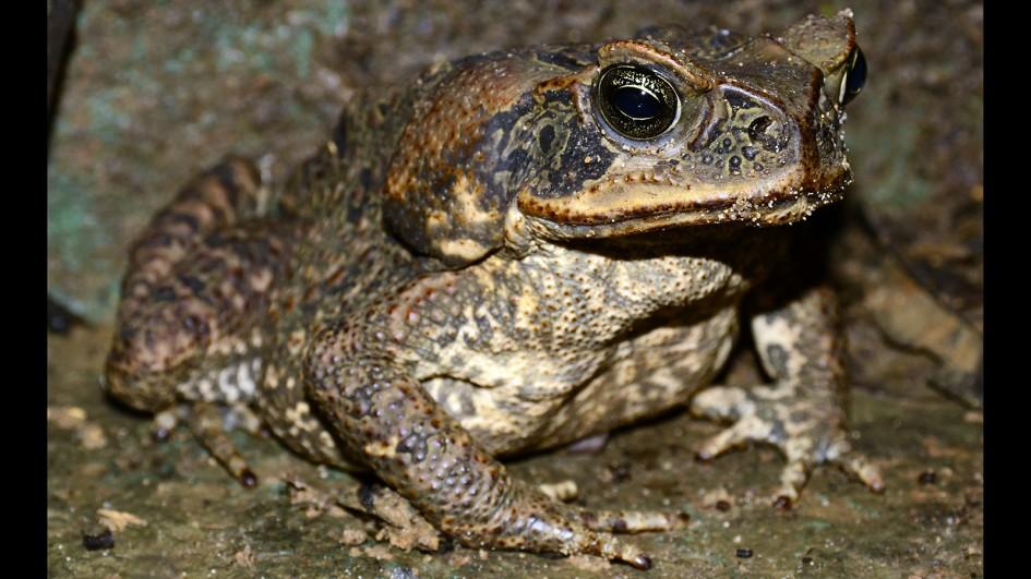 Nice wallpapers Cane Toad 945x531px