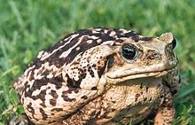 Nice wallpapers Cane Toad 220x141px