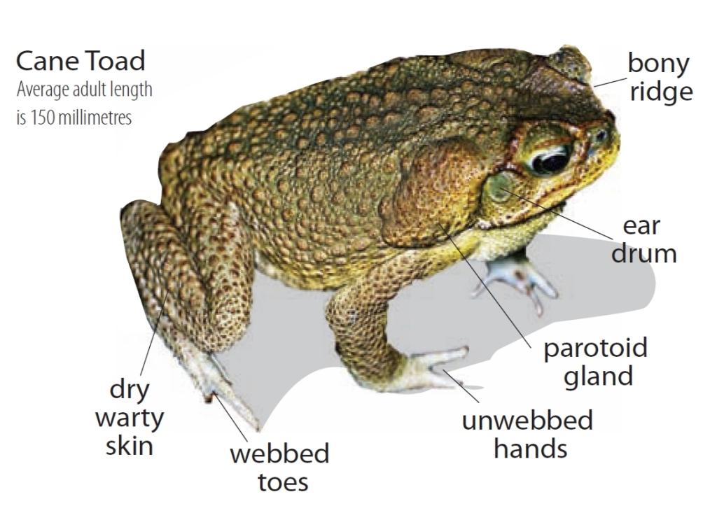 Images of Cane Toad | 1024x723