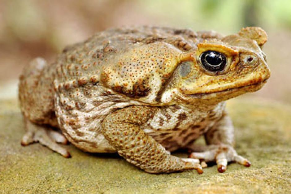 Nice Images Collection: Cane Toad Desktop Wallpapers