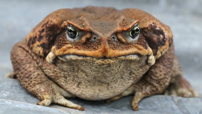 Cane Toad High Quality Background on Wallpapers Vista