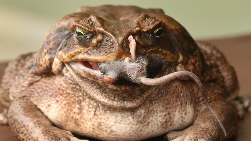 HD Quality Wallpaper | Collection: Animal, 1023x576 Cane Toad