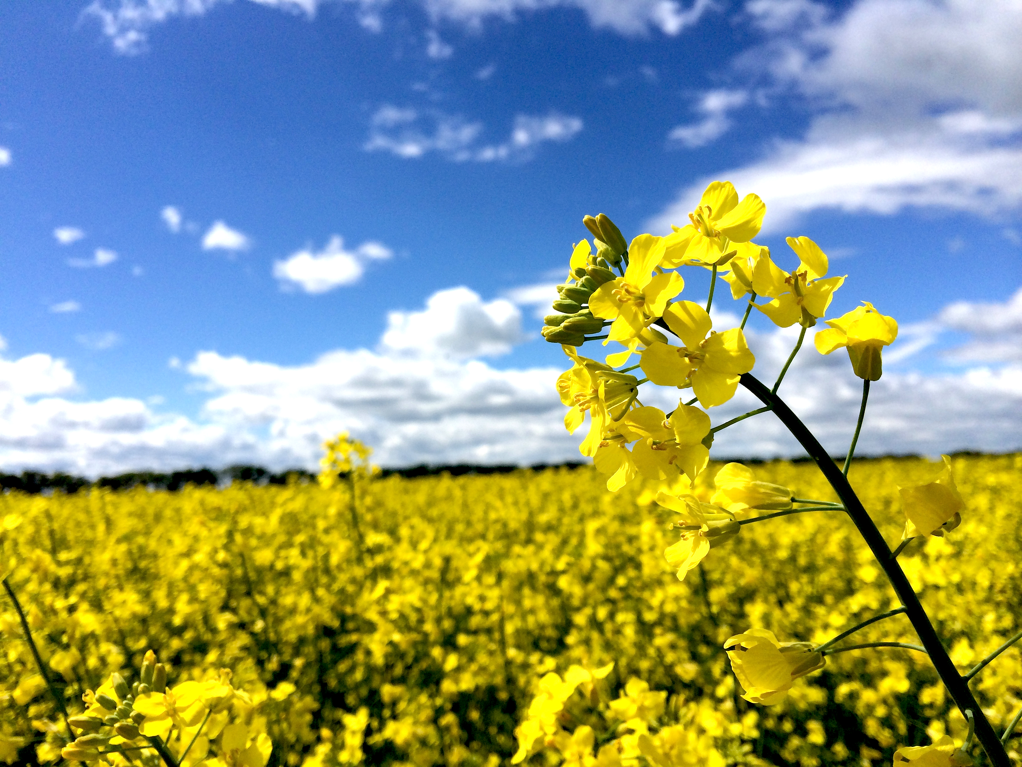 HQ Canola Wallpapers | File 8085.34Kb