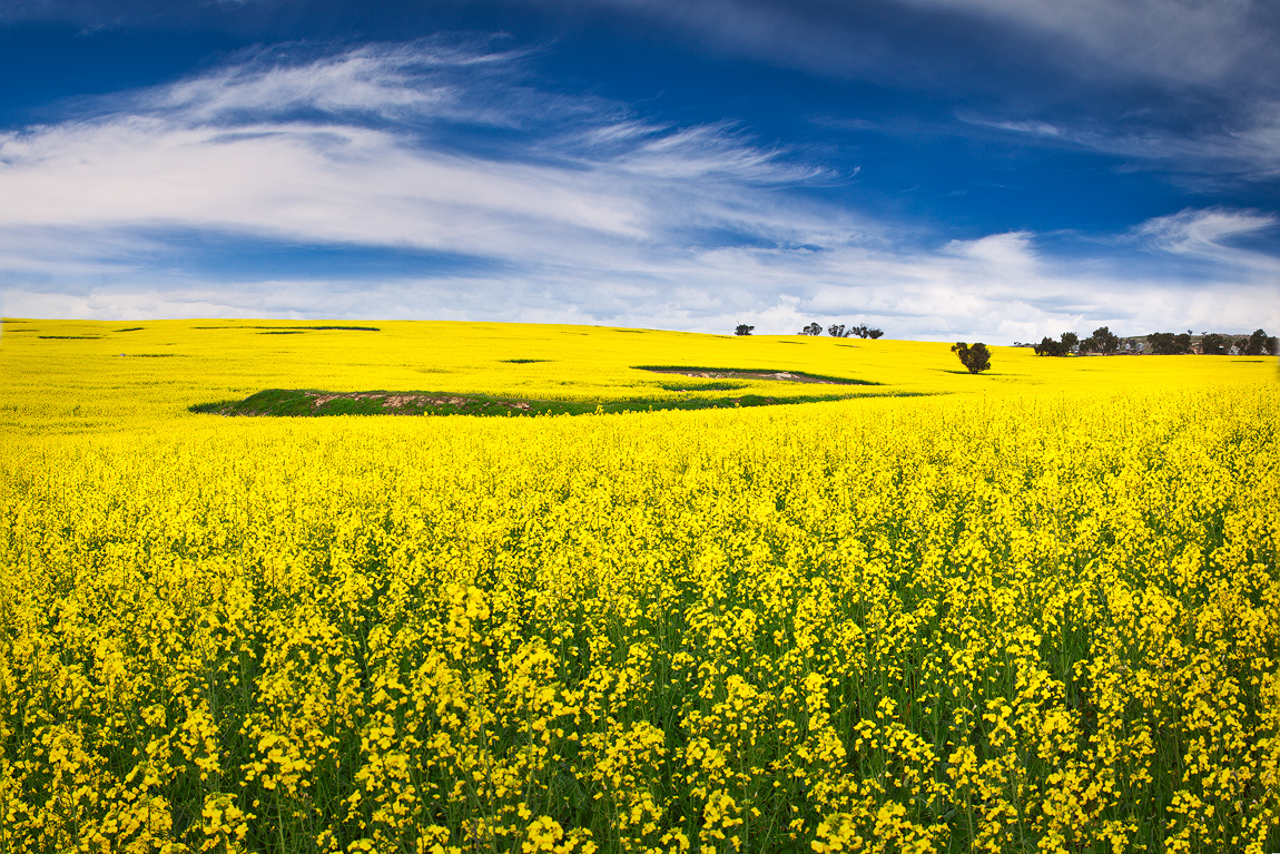 Canola Backgrounds on Wallpapers Vista
