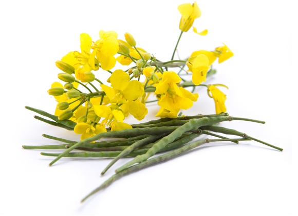 Nice wallpapers Canola 580x422px