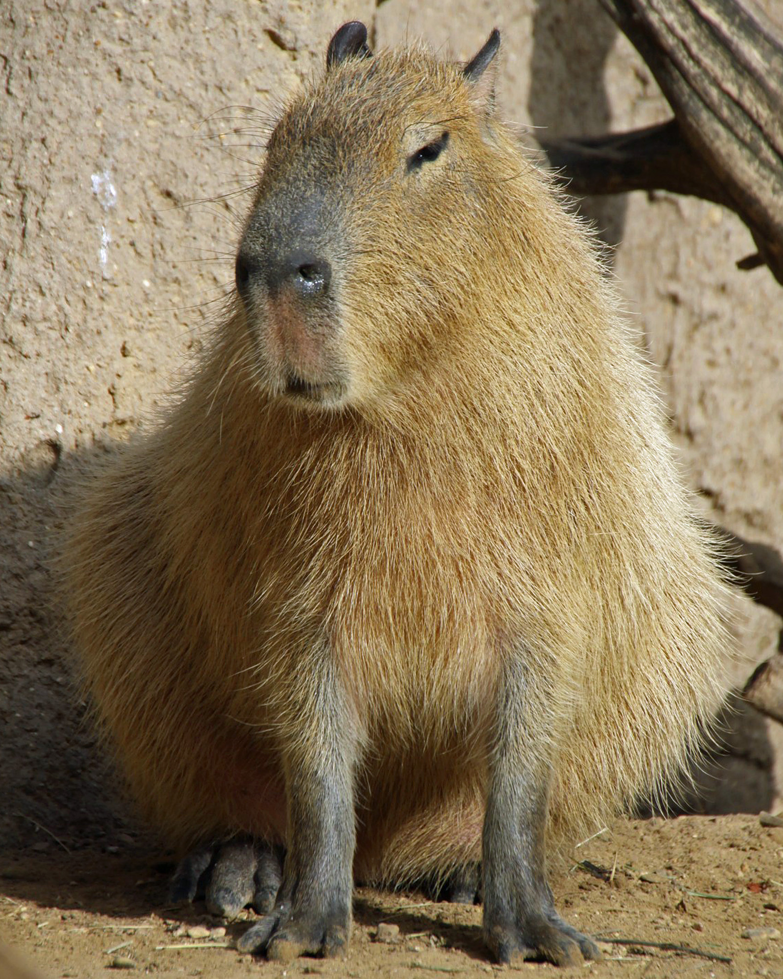 Images of Capybara | 1600x2000