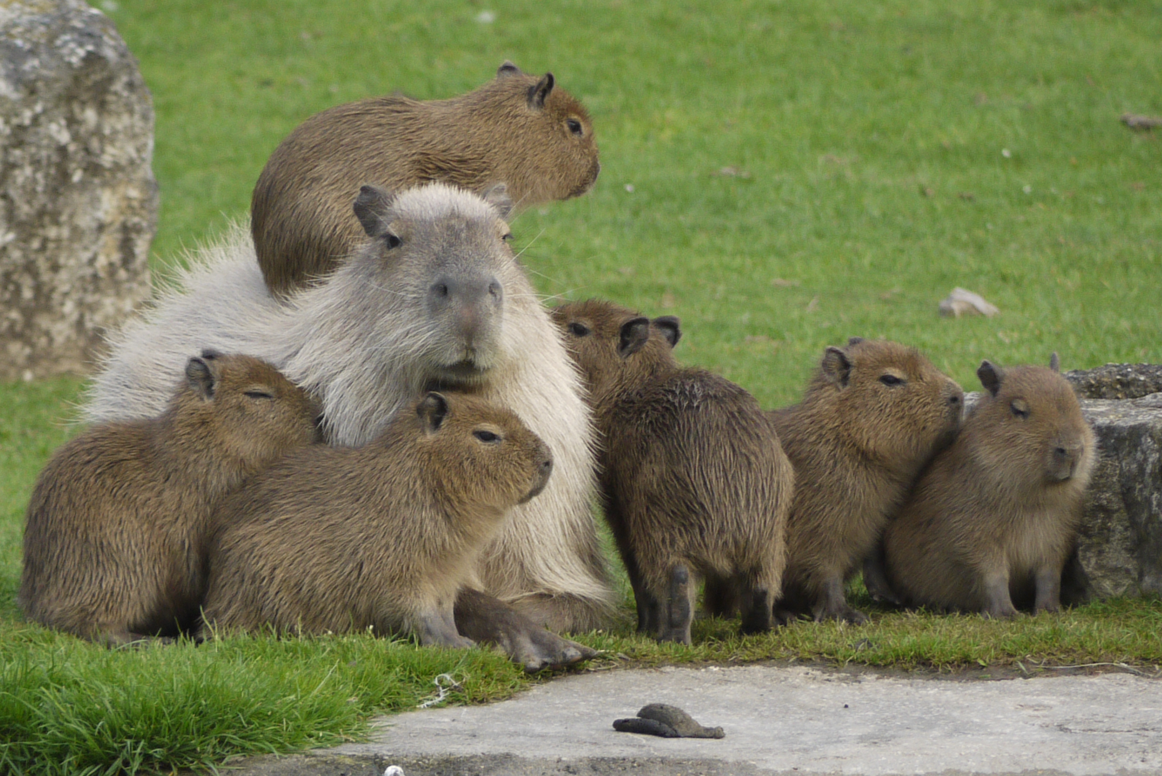 Capybara HD wallpapers, Desktop wallpaper - most viewed