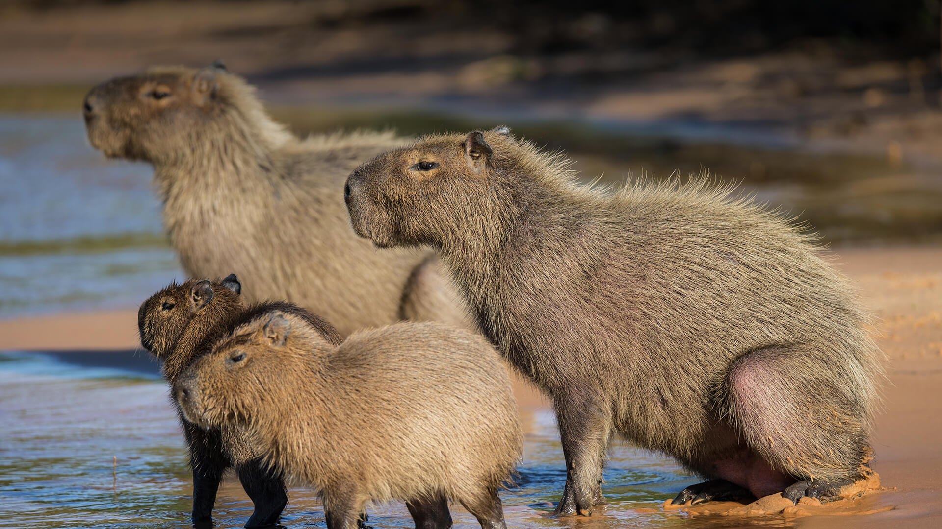 Images of Capybara | 1920x1080