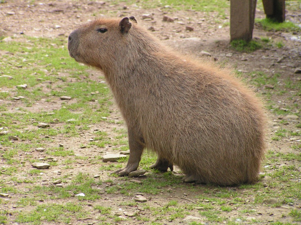 Amazing Capybara Pictures & Backgrounds