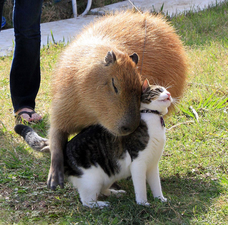 Images of Capybara | 900x888